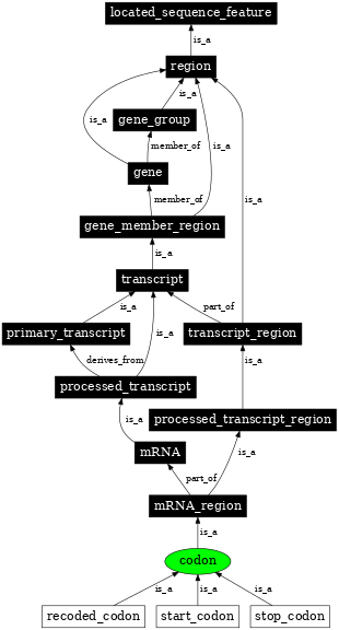 Graph image for SO:0000360