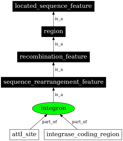 Graph image for SO:0000365