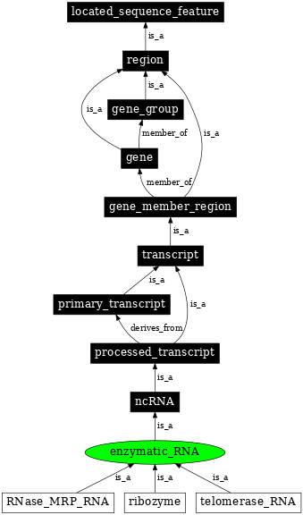 Graph image for SO:0000372