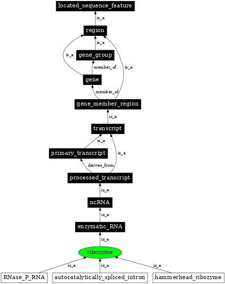 Graph image for SO:0000374