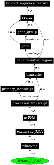 Graph image for SO:0000386