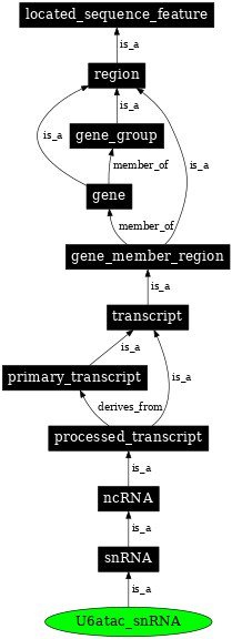 Graph image for SO:0000397