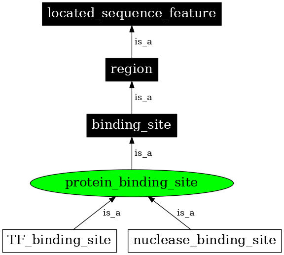 Graph image for SO:0000410