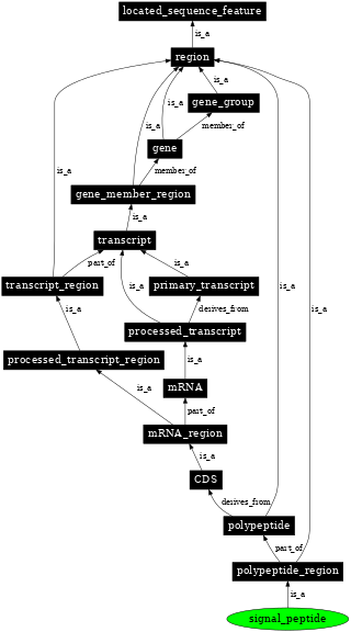 Graph image for SO:0000418