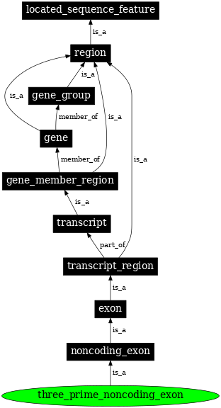 Graph image for SO:0000444