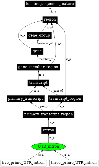 Graph image for SO:0000446