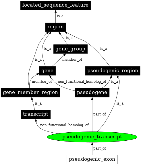 Graph image for SO:0000516