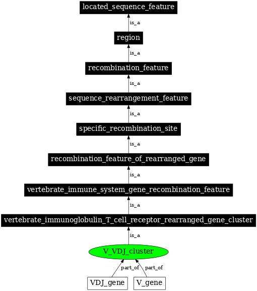 Graph image for SO:0000521
