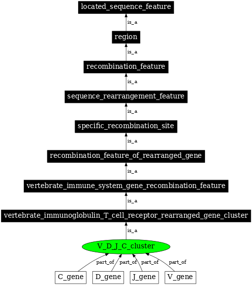 Graph image for SO:0000531