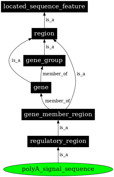 Graph image for SO:0000551