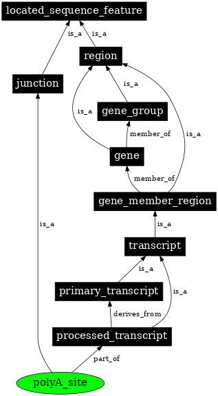 Graph image for SO:0000553