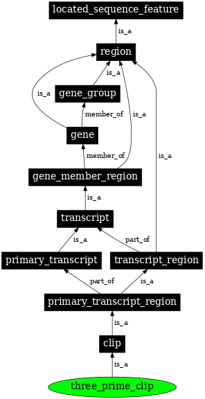Graph image for SO:0000557