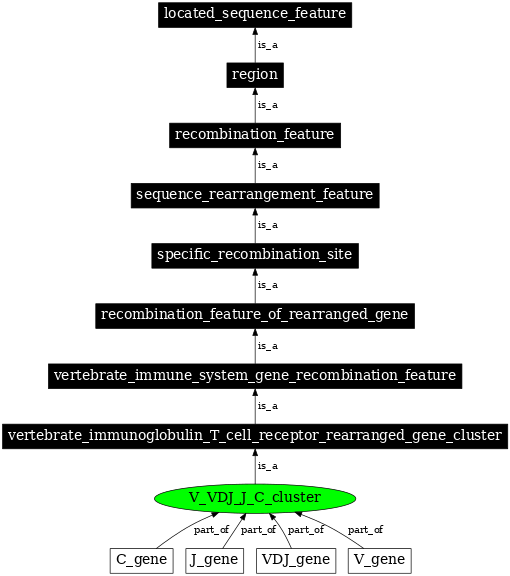 Graph image for SO:0000565