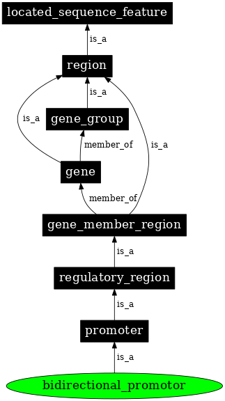 Graph image for SO:0000568