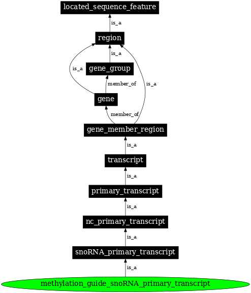 Graph image for SO:0000580