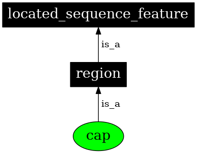 Graph image for SO:0000581