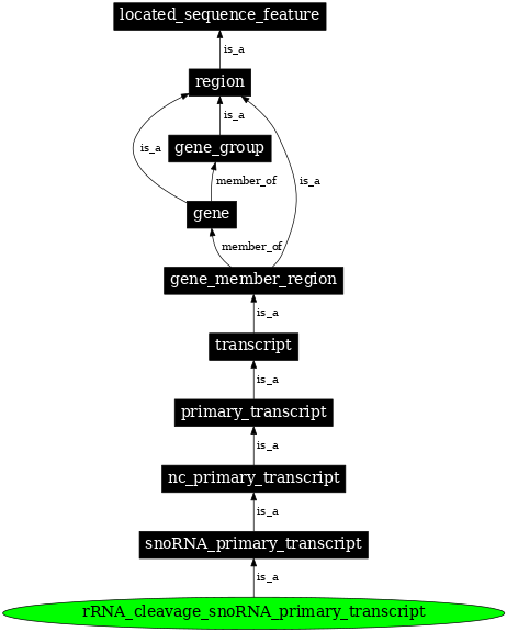 Graph image for SO:0000582