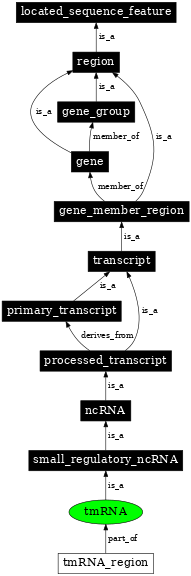 Graph image for SO:0000584