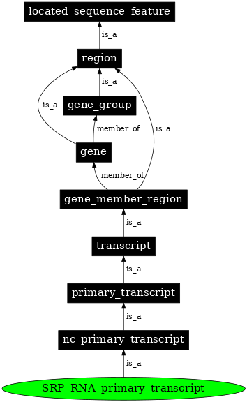 Graph image for SO:0000589