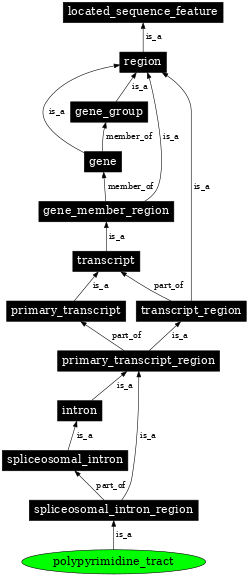 Graph image for SO:0000612