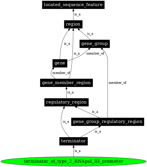 Graph image for SO:0000615