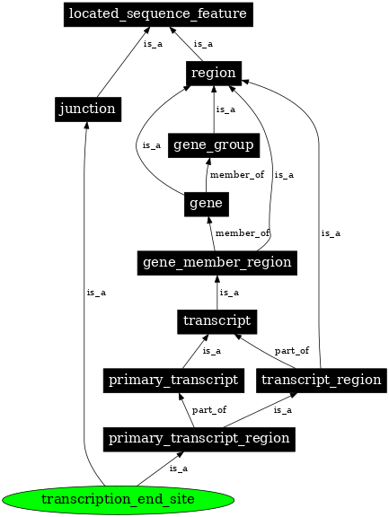 Graph image for SO:0000616