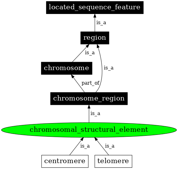 Graph image for SO:0000628