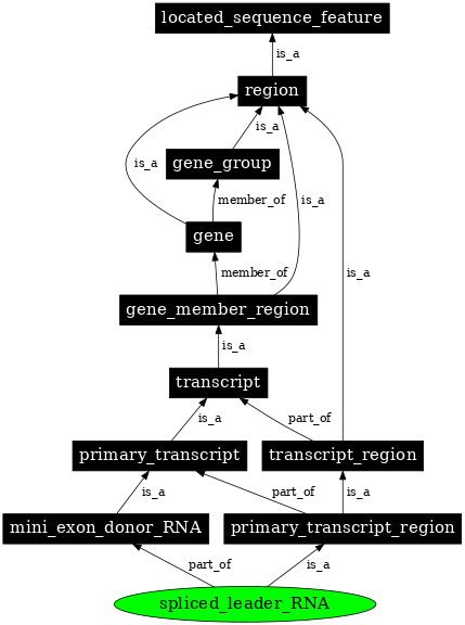 Graph image for SO:0000636