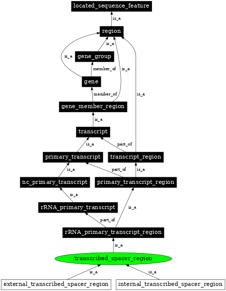 Graph image for SO:0000638