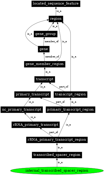 Graph image for SO:0000639