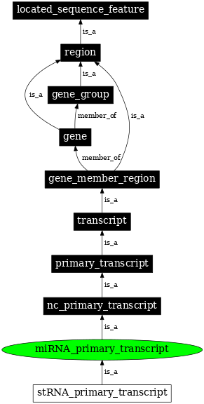 Graph image for SO:0000647