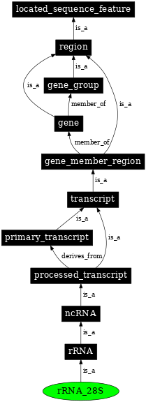 Graph image for SO:0000653