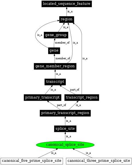 Graph image for SO:0000675