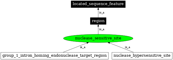 Graph image for SO:0000684