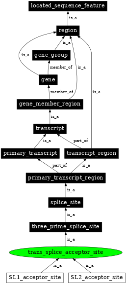 Graph image for SO:0000706