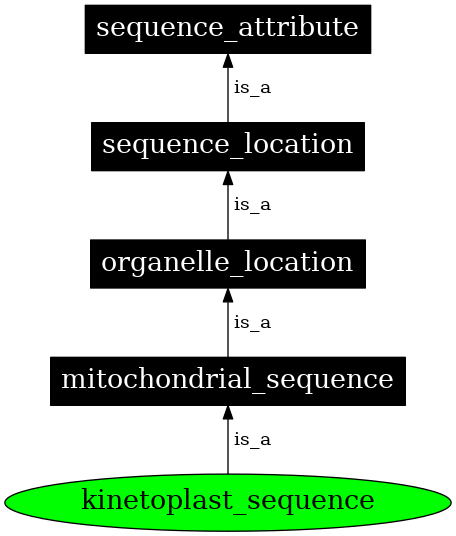Graph image for SO:0000741
