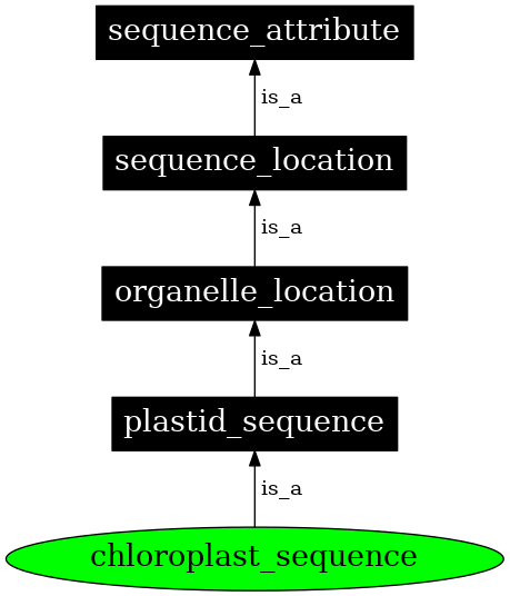 Graph image for SO:0000745