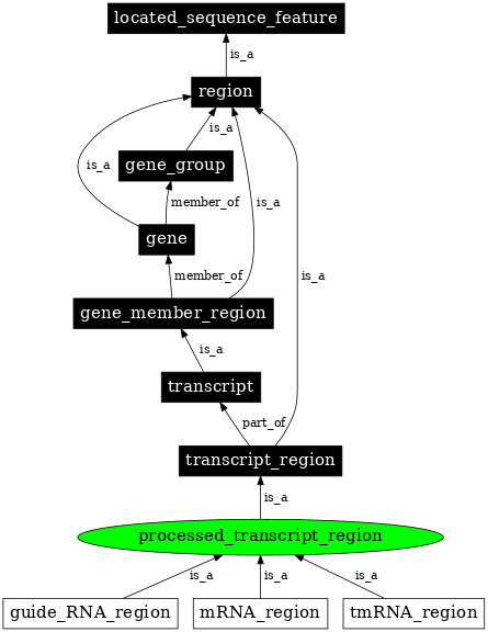 Graph image for SO:0000834