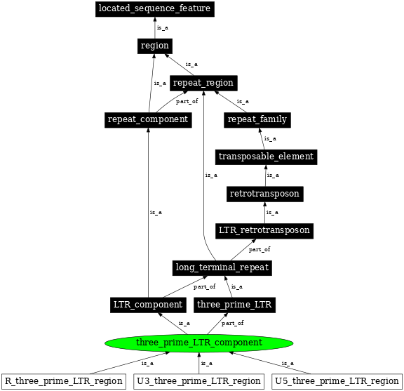 Graph image for SO:0000849