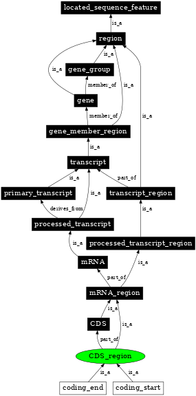 Graph image for SO:0000851