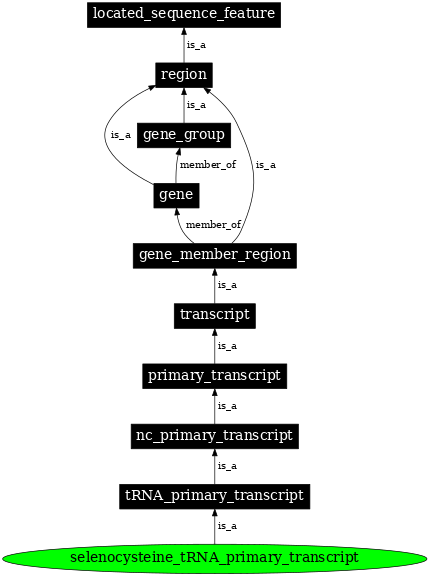 Graph image for SO:0005856