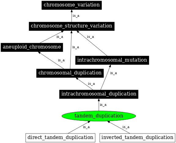 Graph image for SO:1000173