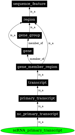 Graph image for SO:0000012