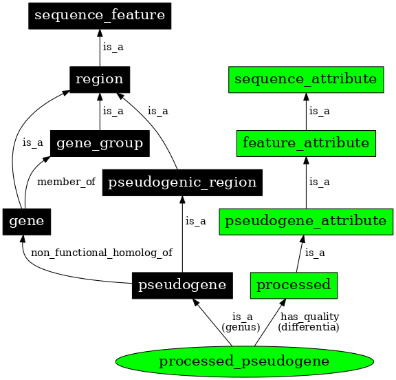 Graph image for SO:0000043