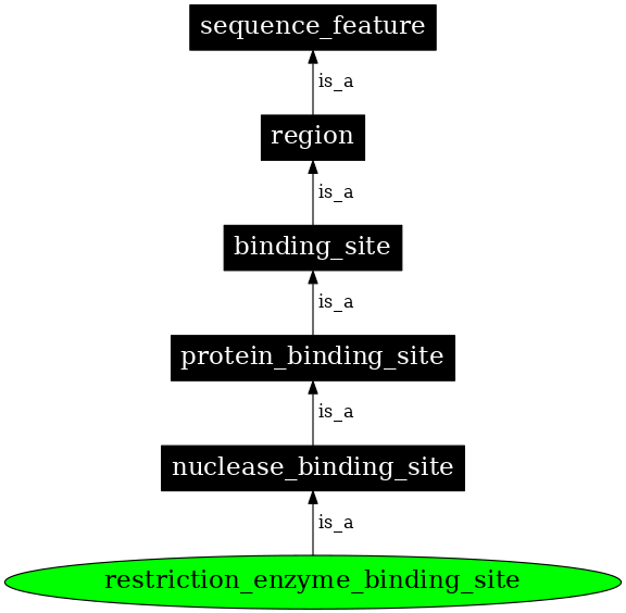 Graph image for SO:0000061