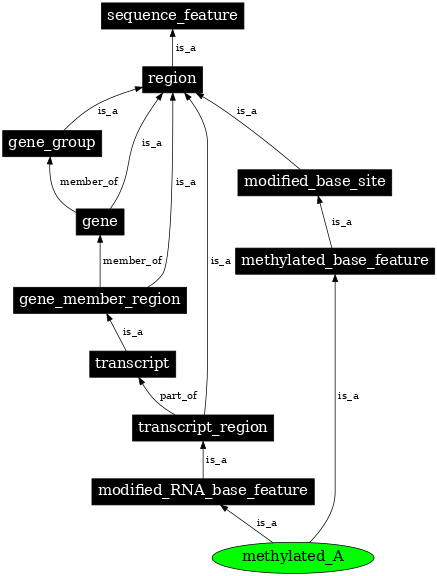 Graph image for SO:0000161