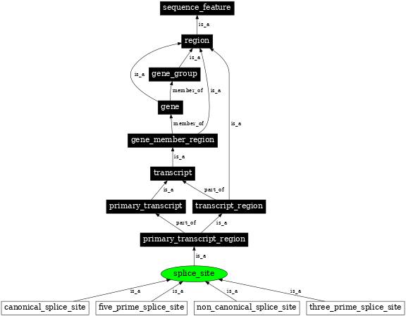 Graph image for SO:0000162