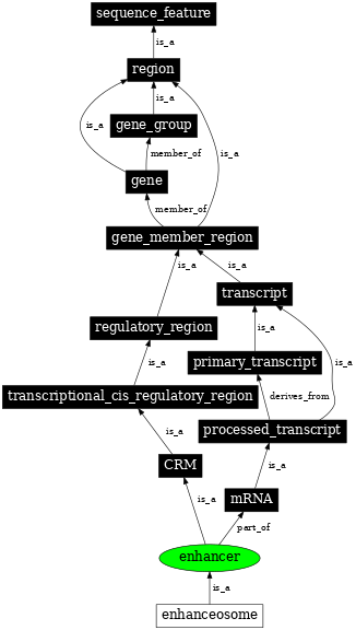 Graph image for SO:0000165