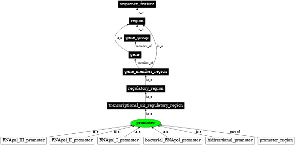 Graph image for SO:0000167