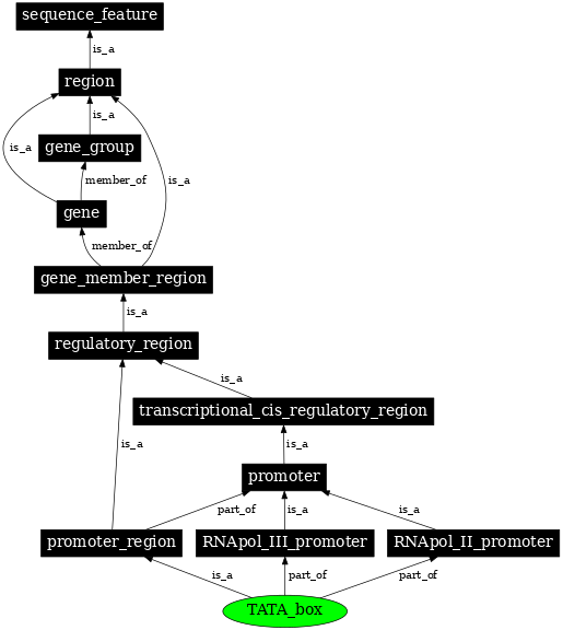 Graph image for SO:0000174